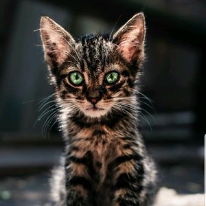 Meet your Posher, Penelope